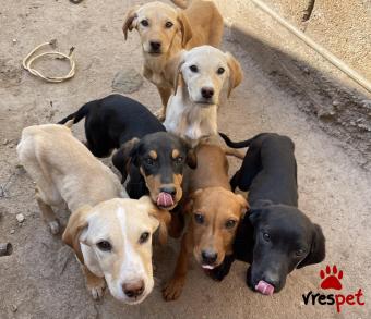 Ράτσα: Άγνωστο - Ημίαιμο | Ηλικία: 3 μηνών | Φύλο: Αρσενικό | Αρ. Microchip: 0000000000 | Περιοχή: Αλμυρός, Θεσσαλία