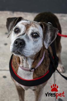 Ράτσα: Άγνωστο - Ημίαιμο | Ηλικία: 5+ | Φύλο: Θηλυκό | Αρ. Microchip: - | Περιοχή: Νέα Σμύρνη, Αττική