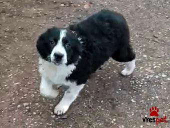 Ράτσα: Άγνωστο - Ημίαιμο | Ηλικία: 2 μηνών | Φύλο: Θηλυκό | Αρ. Microchip: 0000000 | Περιοχή: Κορδελιό Εύοσμος, Θεσσαλονίκη