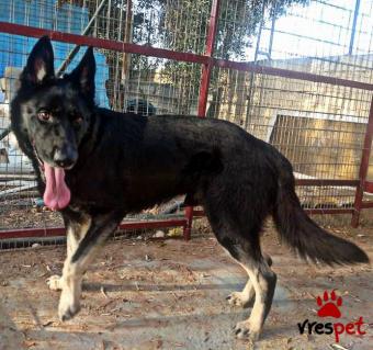 Ράτσα: Βελγικός Ποιμενικός - Belgian Sheepdog | Ηλικία: 2 ετών | Φύλο: Αρσενικό | Αρ. Microchip:  900057602067798 | Περιοχή: Μοσχάτο Ταύρος, Αττική