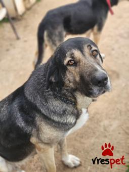 Ράτσα: Άγνωστο - Ημίαιμο | Ηλικία: 5+ | Φύλο: Θηλυκό | Αρ. Microchip: - | Περιοχή: Νέα Σμύρνη, Αττική