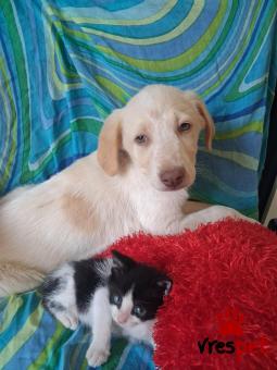 Ράτσα: Λαμπραντόρ - Labrador | Ηλικία: 2,5 μηνών | Φύλο: Αρσενικό | Αρ. Microchip: 990000014587458 | Ημίαιμο | Περιοχή: Λαυρεωτική, Αττική