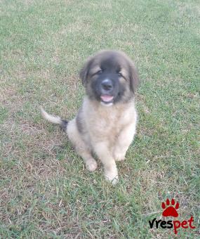 Ράτσα: Ελληνικός Ποιμενικός - Greek Shepherd | Ηλικία: 3 μηνών | Φύλο: Θηλυκό | Αρ. Microchip: - | Ημίαιμο | Περιοχή: Θεσσαλονίκη, Θεσσαλονίκη