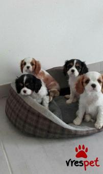 Ράτσα: Σπάνιελ Βασιλιά Καρόλου Καφέ - King Charles Spaniel | Ηλικία: 3 μηνών | Φύλο: Αρσενικό | Αρ. Microchip: 978101086665678 | Ιδιώτης | Εκπαιδευμένο | Pedigree | Περιοχή: Αθήνα, Αττική