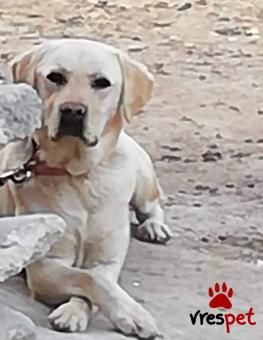 Ράτσα: Λαμπραντόρ - Labrador | Ηλικία: 2 ετών | Φύλο: Θηλυκό | Αρ. Microchip: 0 | Περιοχή: Θεσσαλονίκη, Θεσσαλονίκη