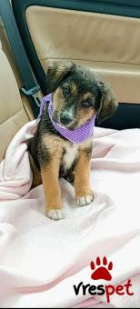 Ράτσα: Γερμανικός ποιμενικός Αλσατίας | Ηλικία: 2,5 μηνών | Φύλο: Αρσενικό | Αρ. Microchip: 1289675432222 | Περιοχή: Μινώα Πεδιάδα, Κρήτη