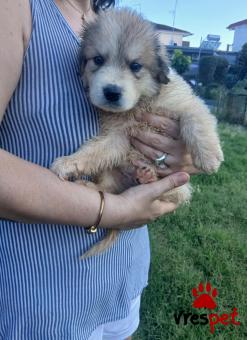 Ράτσα: Ελληνικός Ποιμενικός - Greek Shepherd | Ηλικία: 2 μηνών | Φύλο: Αρσενικό | Αρ. Microchip: - | Ημίαιμο | Περιοχή: Θεσσαλονίκη, Θεσσαλονίκη