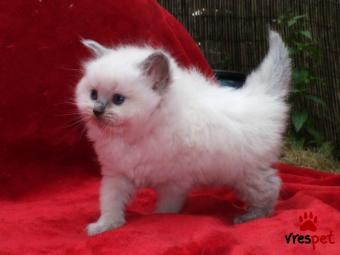 Ράτσα: Ράγκντολ | Ηλικία: 3 μηνών | Φύλο: Θηλυκό | Αρ. Microchip: 902209047012070 | Ιδιώτης | Pedigree | Περιοχή: Αθήνα, Αττική