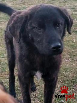 Ράτσα: Άγνωστο - Ημίαιμο | Ηλικία: 7 μηνών | Φύλο: Αρσενικό | Αρ. Microchip: - | Περιοχή: Κιλκίς, Μακεδονία