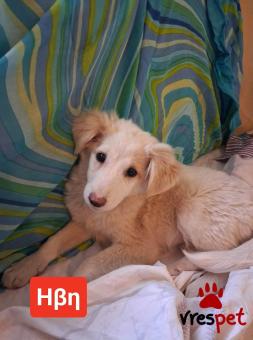 Ράτσα: Άγνωστο - Ημίαιμο | Ηλικία: 3 μηνών | Φύλο: Θηλυκό | Αρ. Microchip: 9012362545478 | Ημίαιμο | Περιοχή: Λαυρεωτική, Αττική