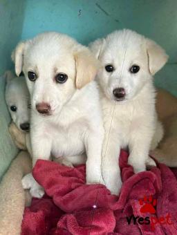 Ράτσα: Άγνωστο - Ημίαιμο | Ηλικία: 3 μηνών | Φύλο: Αρσενικό | Αρ. Microchip: 0000000 | Περιοχή: Κορδελιό Εύοσμος, Θεσσαλονίκη