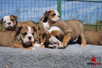 Ράτσα: Αγγλικό Μπουλντόγκ - English Bulldog | Ηλικία: 3 μηνών | Φύλο: Θηλυκό | Αρ. Microchip: 90189005620980 | Ιδιώτης | Εκπαιδευμένο | Pedigree | Περιοχή: Αθήνα, Αττική