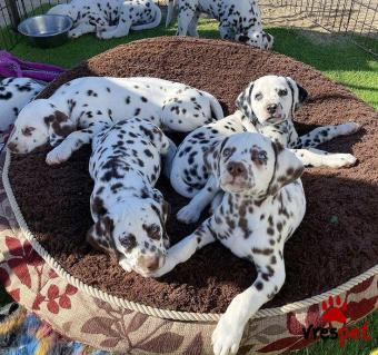 Ράτσα: Δαλματίας - Dalmatian | Ηλικία: 3 μηνών | Φύλο: Θηλυκό | Αρ. Microchip: 9851144228875955 | Ιδιώτης | Εκπαιδευμένο | Pedigree | Περιοχή: Αθήνα, Αττική