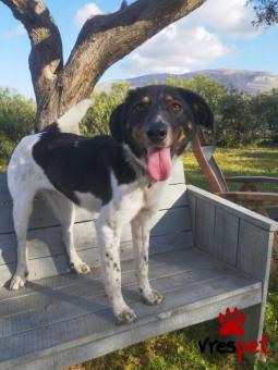 Ράτσα: Άγνωστο - Ημίαιμο | Ηλικία: 2 ετών | Φύλο: Θηλυκό | Αρ. Microchip: 00000000000000 | Περιοχή: Κορωπί, Αττική