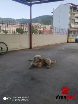Ράτσα: Άλλη Ράτσα | Ηλικία: 5+ | Φύλο: Αρσενικό | Αρ. Microchip: 956000011643321 | Περιοχή: Στερεά Ελλάδα