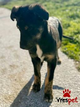 Ράτσα: Άγνωστο - Ημίαιμο | Ηλικία: 5 μηνών | Φύλο: Αρσενικό | Αρ. Microchip: - | Περιοχή: Κιλκίς, Μακεδονία