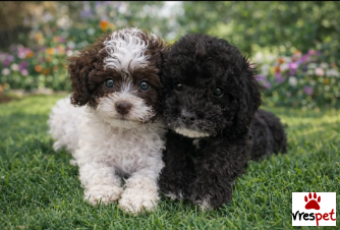 Ράτσα: Άλλη Ράτσα | Ηλικία: 2,5 μηνών | Φύλο: Αρσενικό | Αρ. Microchip: 76744474746 | Ιδιώτης | Εκπαιδευμένο | Pedigree | Περιοχή: Αθήνα, Αττική