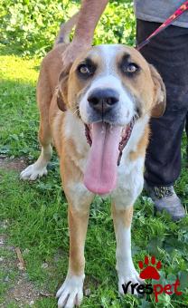 Ράτσα: Άγνωστο - Ημίαιμο | Ηλικία: 3 μηνών | Φύλο: Αρσενικό | Αρ. Microchip: 0 | Ημίαιμο | Περιοχή: Γλυφάδα, Αττική