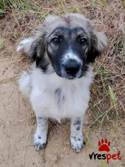 Ράτσα: Ελληνικός Ποιμενικός - Greek Shepherd | Ηλικία: 2,5 μηνών | Φύλο: Αρσενικό | Αρ. Microchip: - | Περιοχή: Κιλκίς, Μακεδονία