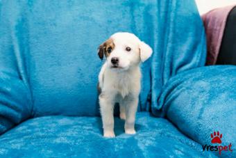 Ράτσα: Άγνωστο - Ημίαιμο | Ηλικία: 2 μηνών | Φύλο: Αρσενικό | Αρ. Microchip: - | Περιοχή: Νέα Σμύρνη, Αττική