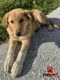 Ράτσα: Άγνωστο - Ημίαιμο | Ηλικία: 5 μηνών | Φύλο: Αρσενικό | Αρ. Microchip: 0000000 | Περιοχή: Κορδελιό Εύοσμος, Θεσσαλονίκη