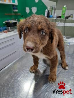 Ράτσα: Άγνωστο - Ημίαιμο | Ηλικία: 3 μηνών | Φύλο: Αρσενικό | Αρ. Microchip: 0 | Ημίαιμο | Περιοχή: Γλυφάδα, Αττική