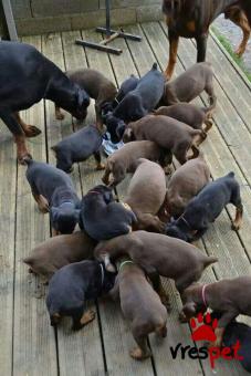 Ράτσα: Πίντσερ - Pinscher | Ηλικία: 2,5 μηνών | Φύλο: Αρσενικό | Αρ. Microchip: 985113009870057 | Ιδιώτης | Εκπαιδευμένο | Pedigree | Περιοχή: Αθήνα, Αττική