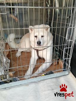 Ράτσα: Άγνωστο - Ημίαιμο | Ηλικία: 3 ετών | Φύλο: Αρσενικό | Αρ. Microchip: 0 | Περιοχή: Μάνδρα Ειδύλλια, Αττική