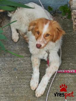 Ράτσα: Άγνωστο - Ημίαιμο | Ηλικία: 1 έτους | Φύλο: Αρσενικό | Αρ. Microchip: - | Περιοχή: Κιλκίς, Μακεδονία