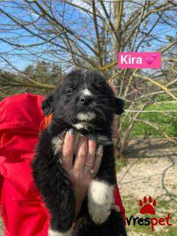 Ράτσα: Άγνωστο - Ημίαιμο | Ηλικία: 2,5 μηνών | Φύλο: Θηλυκό | Αρ. Microchip: 000000000000000 | Περιοχή: Θερμαϊκός, Θεσσαλονίκη