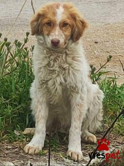 Ράτσα: Άγνωστο - Ημίαιμο | Ηλικία: 5 μηνών | Φύλο: Αρσενικό | Αρ. Microchip: 0000000 | Περιοχή: Κορδελιό Εύοσμος, Θεσσαλονίκη