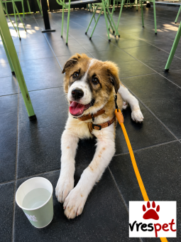 Ράτσα: Ελληνικός Ποιμενικός - Greek Shepherd | Ηλικία: 5 μηνών | Φύλο: Αρσενικό | Αρ. Microchip: 0 | Ημίαιμο | Περιοχή: Γλυφάδα, Αττική