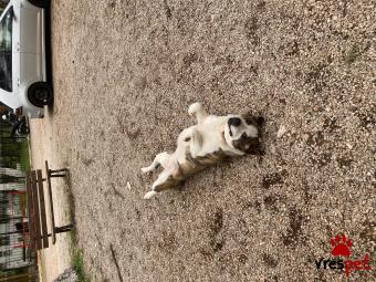 Ράτσα: Άγνωστο - Ημίαιμο | Ηλικία: 4 ετών | Φύλο: Αρσενικό | Αρ. Microchip: 0 | Περιοχή: Μάνδρα Ειδύλλια, Αττική