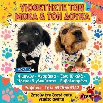 Ράτσα: Άγνωστο - Ημίαιμο | Ηλικία: 4 μηνών | Φύλο: Αρσενικό | Αρ. Microchip: 000000000000000000000 | Ημίαιμο | Περιοχή: Χαϊδάρι, Αττική