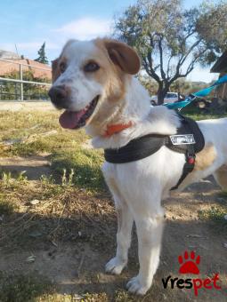 Ράτσα: Άγνωστο - Ημίαιμο | Ηλικία: 1 έτους | Φύλο: Θηλυκό | Αρ. Microchip: 000000000000008 | Περιοχή: Καλύβια Θορικού, Αττική