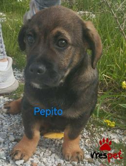 Ράτσα: Άγνωστο - Ημίαιμο | Ηλικία: 3 μηνών | Φύλο: Αρσενικό | Αρ. Microchip: 999999999999999 | Περιοχή: Αττική