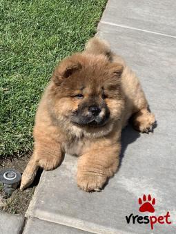 Ράτσα: Τσόου Τσόου - Chow chow | Ηλικία: 3 μηνών | Φύλο: Αρσενικό | Αρ. Microchip: 978680082345678 | Ιδιώτης | Εκπαιδευμένο | Pedigree | Περιοχή: Αθήνα, Αττική