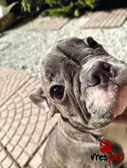 Ράτσα: Γαλλικό Μπουλντόγκ - Bulldog | Ηλικία: 4 μηνών | Φύλο: Αρσενικό | Αρ. Microchip: Ne | Περιοχή: Πάτρα, Πελλοπόνησος