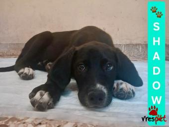 Ράτσα: Άγνωστο - Ημίαιμο | Ηλικία: 4 μηνών | Φύλο: Αρσενικό | Αρ. Microchip: 000000000000000000000 | Ημίαιμο | Περιοχή: Χαϊδάρι, Αττική