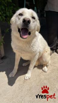 Ράτσα: Λαμπραντόρ - Labrador | Ηλικία: 4 ετών | Φύλο: Θηλυκό | Αρ. Microchip: 0 | Ημίαιμο | Περιοχή: Γλυφάδα, Αττική