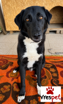 Ράτσα: Λαμπραντόρ - Labrador | Ηλικία: 2 ετών | Φύλο: Αρσενικό | Αρ. Microchip: 0 | Ημίαιμο | Περιοχή: Γλυφάδα, Αττική