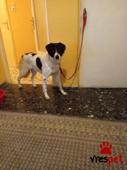 Ράτσα: Ελληνικός Ποιμενικός - Greek Shepherd | Ηλικία: 1 έτους | Φύλο: Θηλυκό | Αρ. Microchip: 000000000000000000000 | Ημίαιμο | Περιοχή: Χαϊδάρι, Αττική