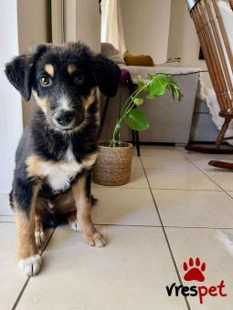 Ράτσα: Άγνωστο - Ημίαιμο | Ηλικία: 5 μηνών | Φύλο: Αρσενικό | Αρ. Microchip: - | Περιοχή: Νέα Σμύρνη, Αττική