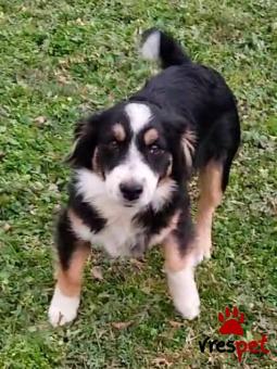 Ράτσα: Άγνωστο - Ημίαιμο | Ηλικία: 7 μηνών | Φύλο: Αρσενικό | Αρ. Microchip: 0000000 | Περιοχή: Κορδελιό Εύοσμος, Θεσσαλονίκη