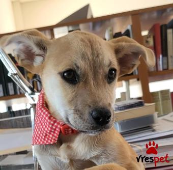 Ράτσα: Άγνωστο - Ημίαιμο | Ηλικία: 3 μηνών | Φύλο: Αρσενικό | Αρ. Microchip: 00000000000 | Περιοχή: Θερμαϊκός, Θεσσαλονίκη