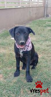 Ράτσα: Λαμπραντόρ - Labrador | Ηλικία: 4 μηνών | Φύλο: Θηλυκό | Αρ. Microchip: - | Ημίαιμο | Περιοχή: Θεσσαλονίκη, Θεσσαλονίκη