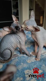 Ράτσα: Σφύξ | Ηλικία: 3 μηνών | Φύλο: Θηλυκό | Αρ. Microchip: 6545465643223232 | Ιδιώτης | Pedigree | Περιοχή: Αθήνα, Αττική