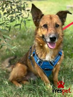 Ράτσα: Άγνωστο - Ημίαιμο | Ηλικία: 5+ | Φύλο: Αρσενικό | Αρ. Microchip: - | Περιοχή: Κιλκίς, Μακεδονία