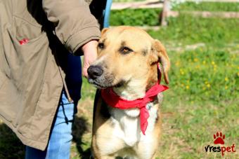 Ράτσα: Άγνωστο - Ημίαιμο | Ηλικία: 2 ετών | Φύλο: Αρσενικό | Αρ. Microchip: 900233006375068 | Περιοχή: Κόρινθος, Πελλοπόνησος