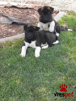 Ράτσα: Ακίτα Γιαπωνέζικος - Akita inu | Ηλικία: 3 μηνών | Φύλο: Αρσενικό | Αρ. Microchip: 985113009734752 | Ιδιώτης | Εκπαιδευμένο | Pedigree | Περιοχή: Αθήνα, Αττική